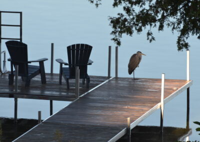 Lazy Loon Lakehouse Great Blue Heron on Cedar Dock